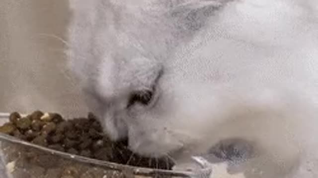 cat eating rice