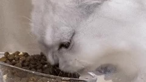 cat eating rice