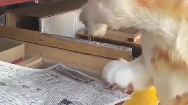 newspaper bed cat