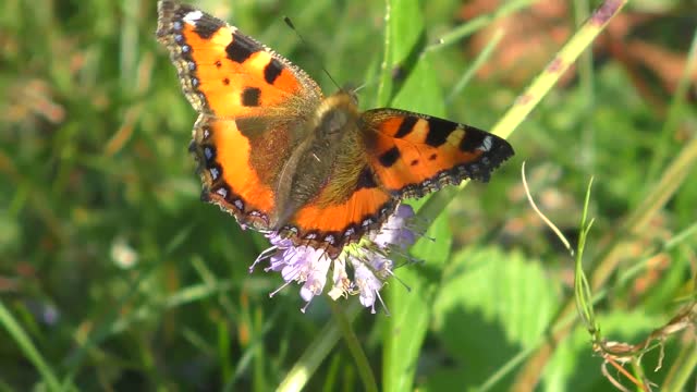 A nice butterfly on a tree branch - man & camera