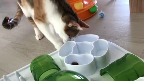 a video of a cat eating a snack