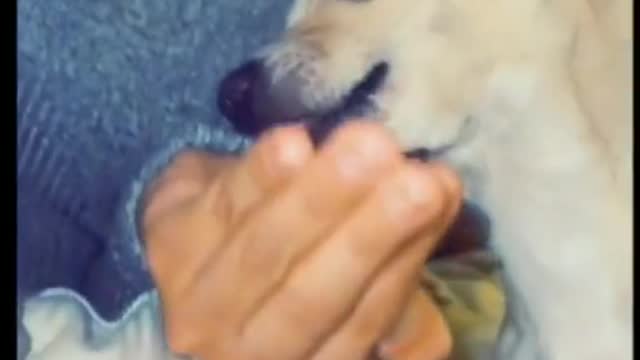 Dog at mention