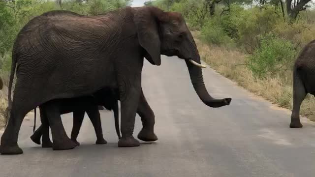 Kruger National Park safari