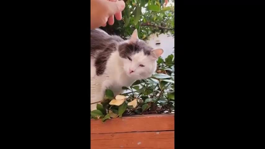 Cats funny videos