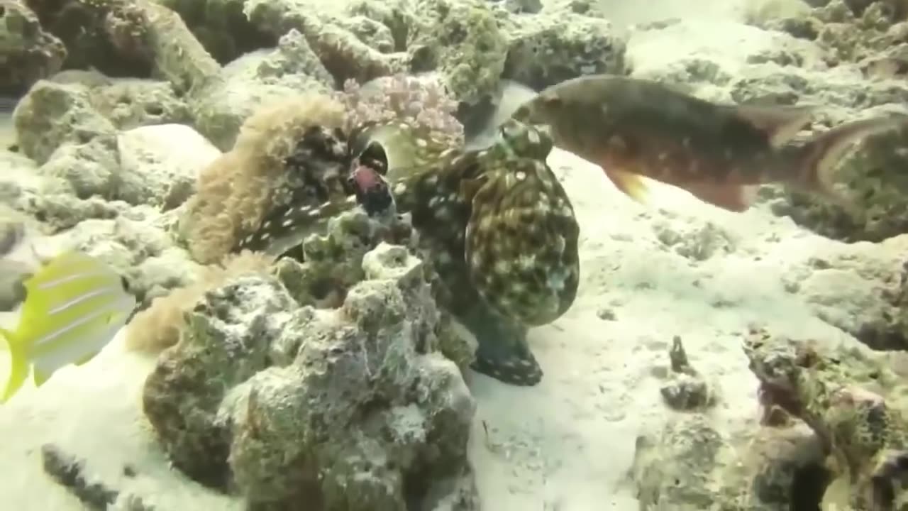 The Eagle Dies While Hunting Octopus In The Ocean