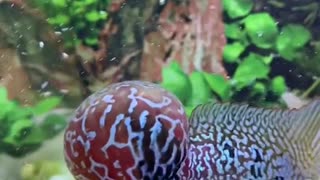 Lou han fish (flowerhorn) 4