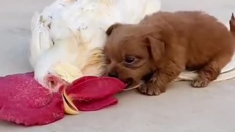 Dog Funny And Cute Puppies Compilation