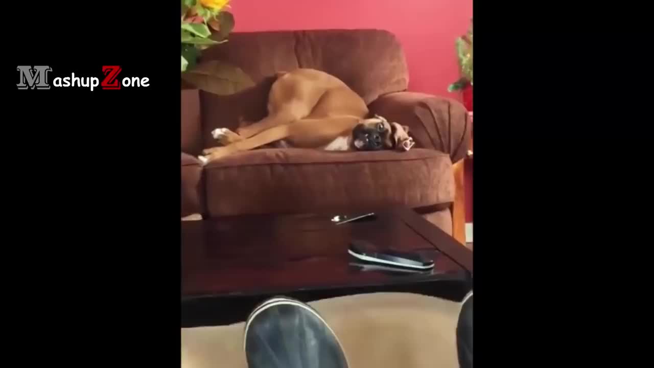 Funniest dog 🐕 videos😂😂😂😂🐶