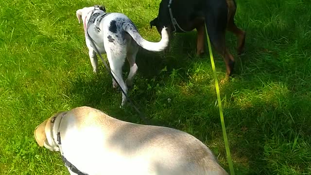 Rover sitterDavid Bowie with Cooper,Guinness and Jack