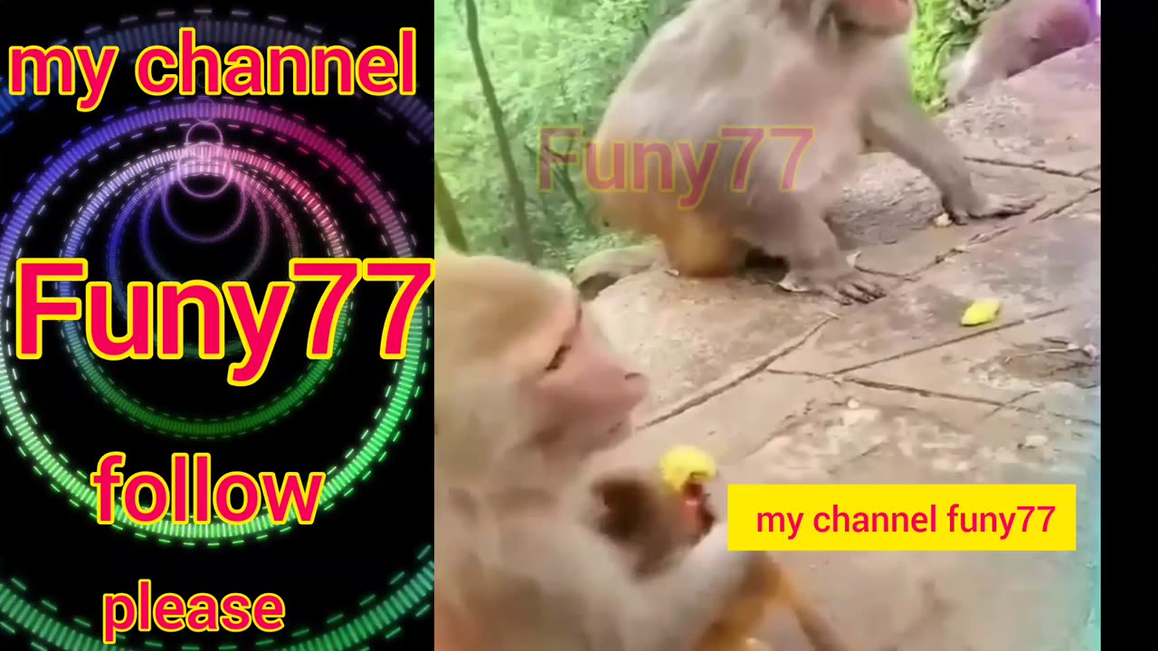 monkey fight funy vdo