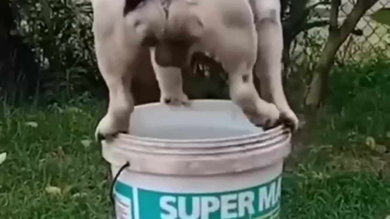 Funny Animal Video's 😁