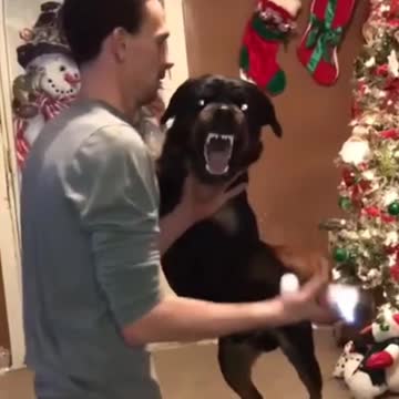 The dog for Christmas