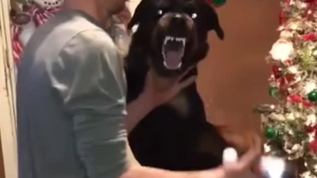 The dog for Christmas