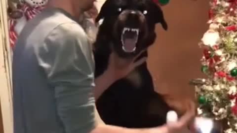 The dog for Christmas
