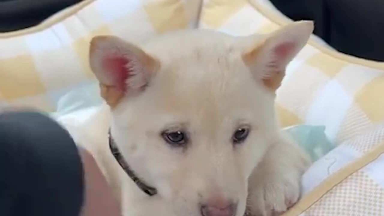 Funniest Animals 2023 😂 Best Funny Cats and Dogs