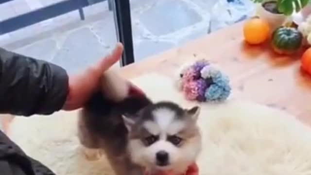 BLUE EYES😍 Husky puppy #Siberian Husky 🐶😍 #Shorts