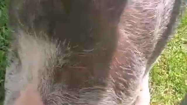 ARK OF GRACE: GET READY TO LAUGH! NOBLE THE PIG'S SHAMU PLUNGE!!!