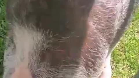 ARK OF GRACE: GET READY TO LAUGH! NOBLE THE PIG'S SHAMU PLUNGE!!!