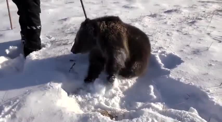 The bear cub is very happy with the snow