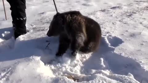 The bear cub is very happy with the snow