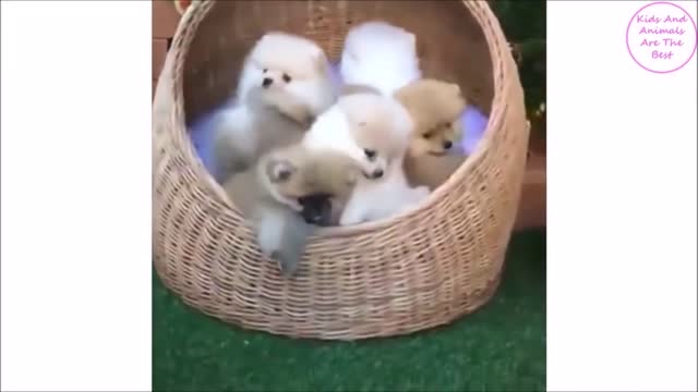 Bunch of Cute Puppies