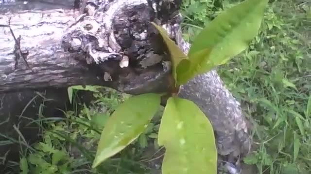 Árvore que foi cortada e aparenta ser velha, tem força de brotar uma nova vida [Nature & Animals]