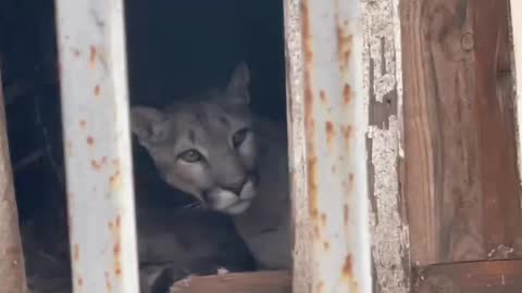 Mariupol Zoo. part 5