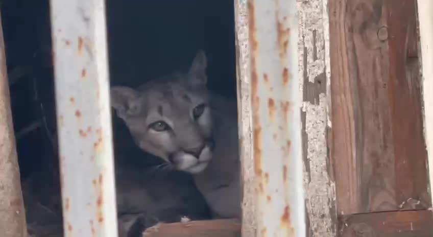 Mariupol Zoo. part 5