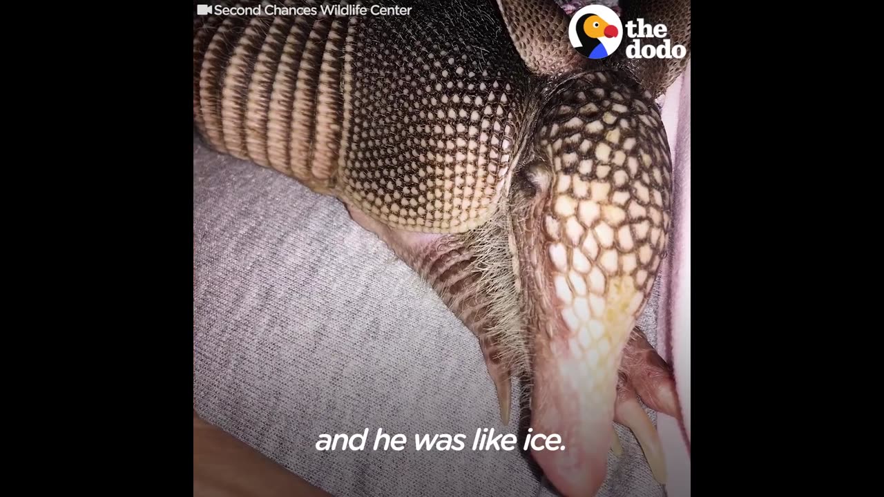 Feisty Armadillo Is So Lucky This Woman Saved His Life | The Dodo