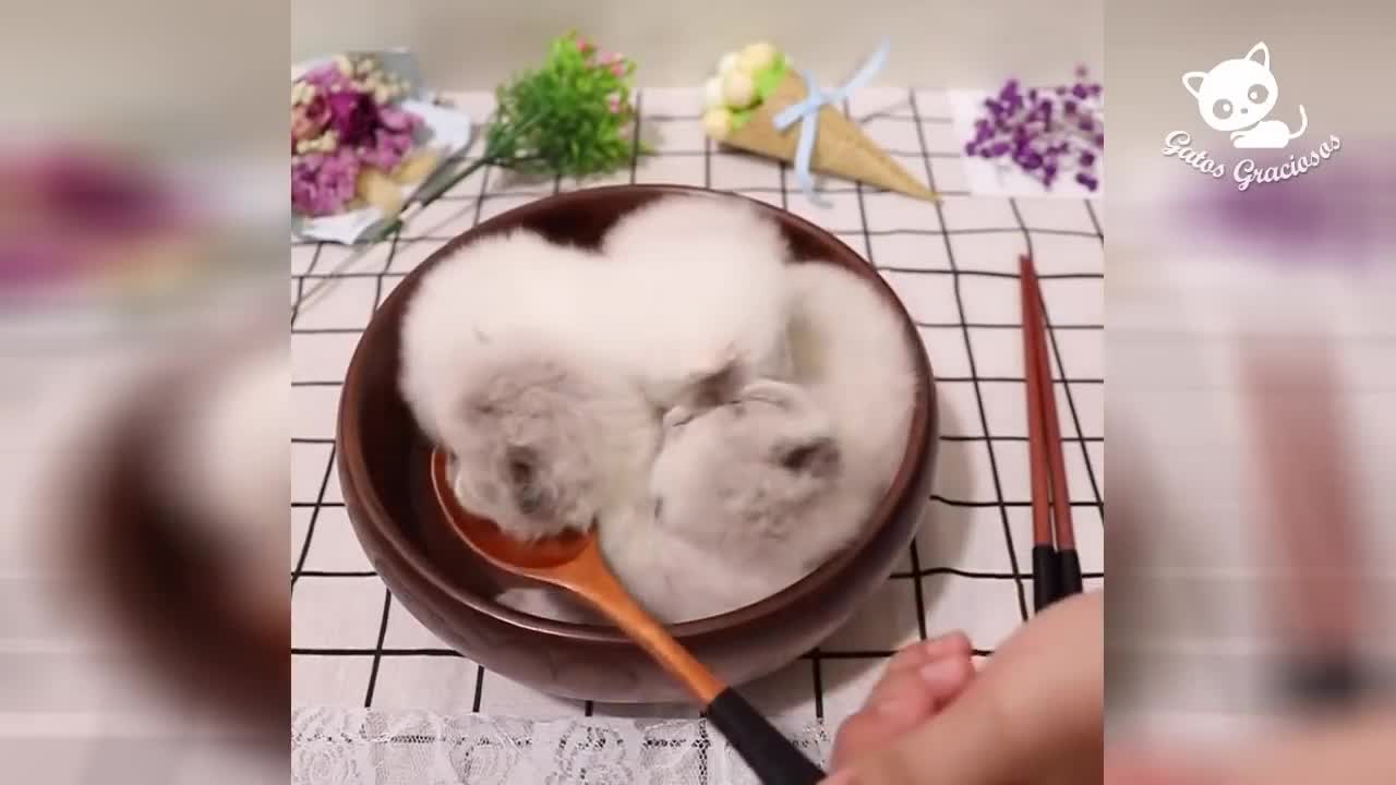 the best cute cat scenes