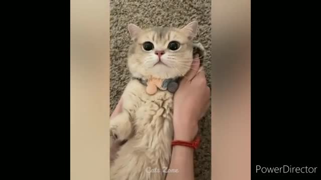 Funniest cats video 2022 #22