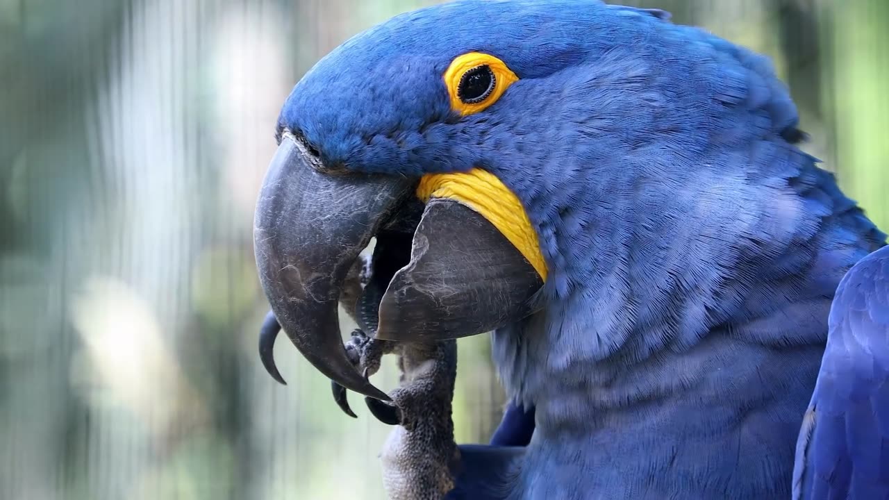 Hyacinth Macaw Jewel of the Amazon - Exploring Habitat, Behavior, and Conservation