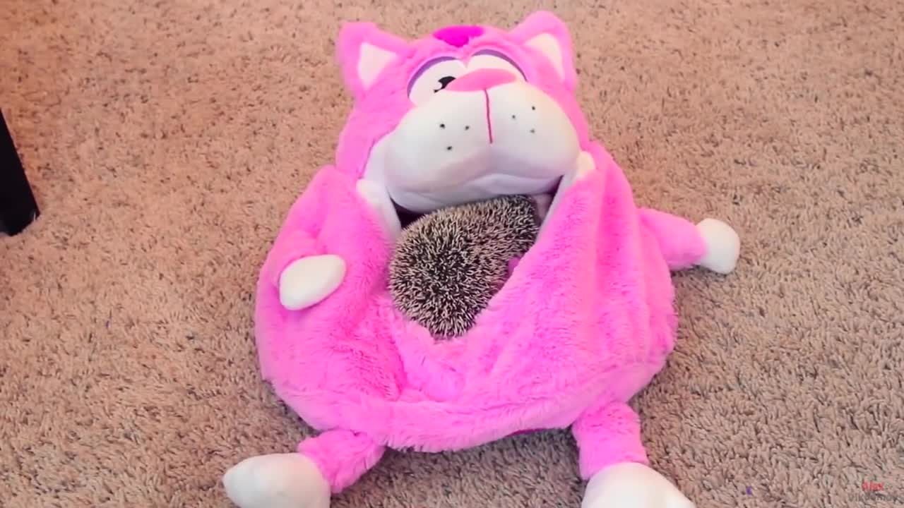 Top 7 most unusual pets