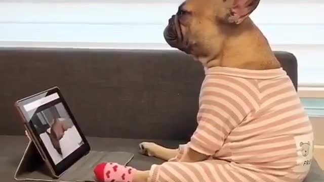 Natflix and funny videos cute dog