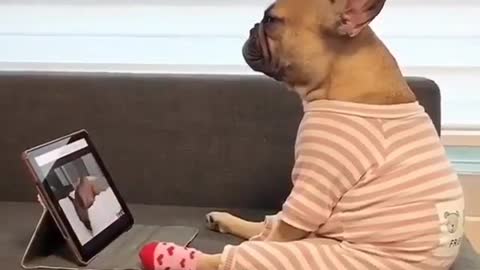 Natflix and funny videos cute dog