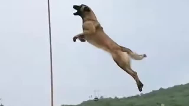 Army dogs training