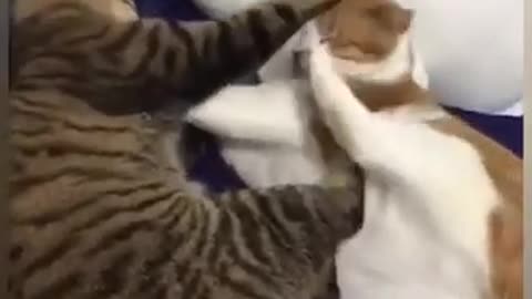 Nasty squabbles Cat Funny Vines - Cat Funny Videos Vines