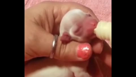 Three-day-old puppy