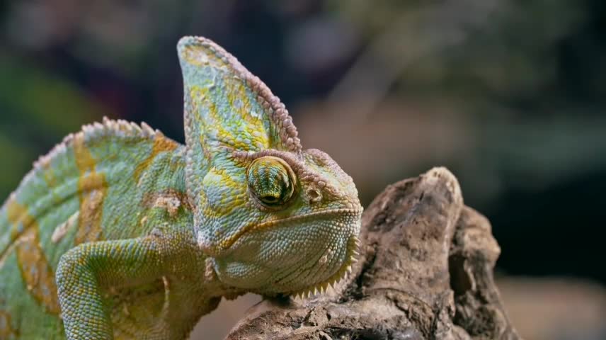 Cute lizard