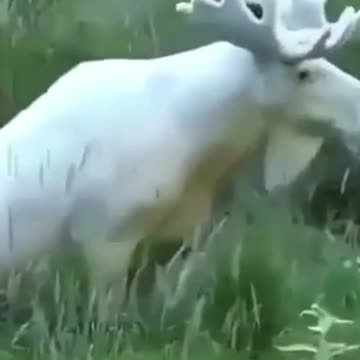 Most Beautiful White Moose