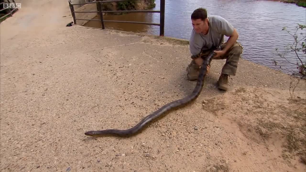 Steve Wrestles with a Green Anaconda | Deadly 60 | BBC Earth