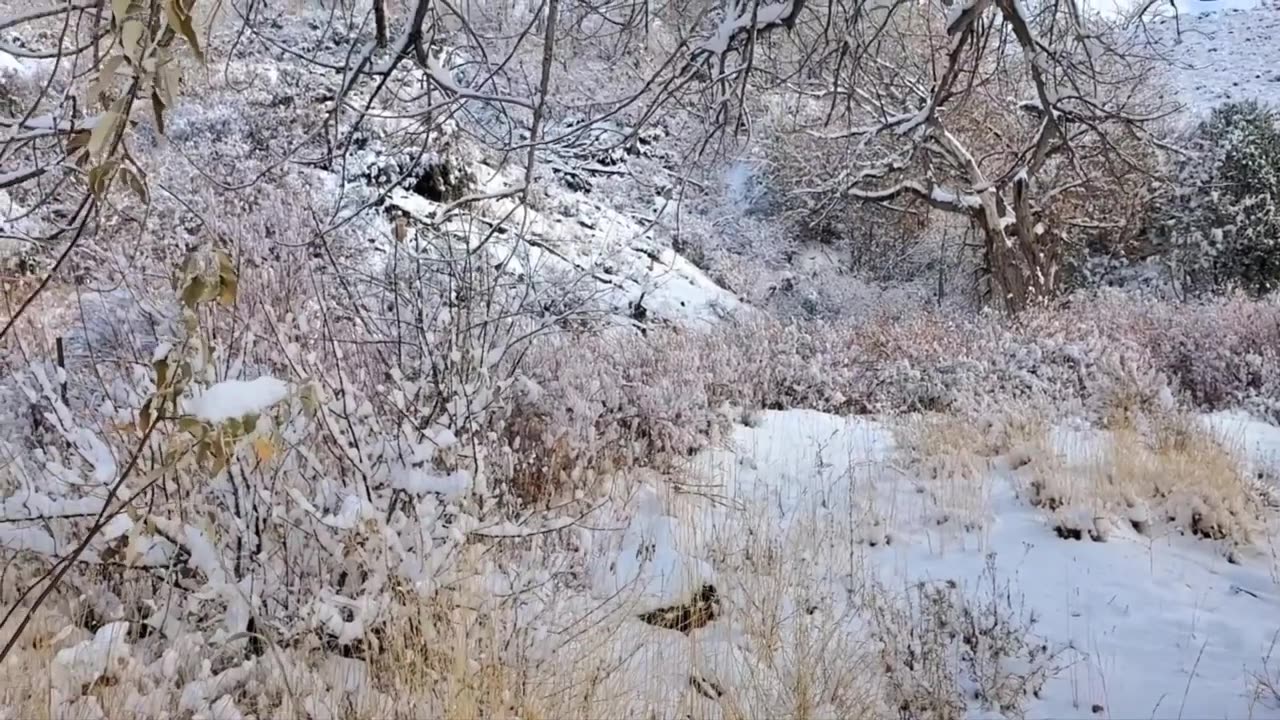 Tracking a Lion