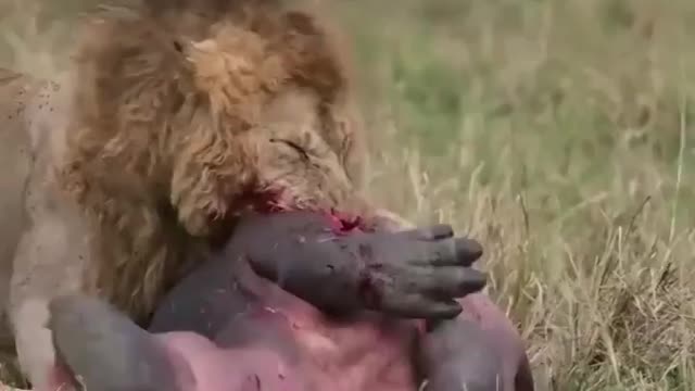 Lion takes down a baby hippo and eats it alive ...