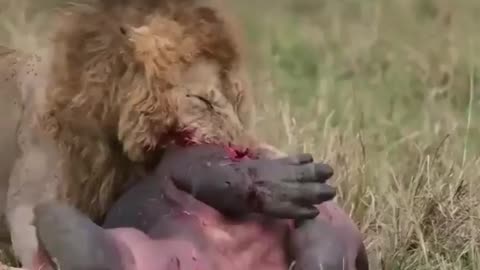 Lion takes down a baby hippo and eats it alive ...