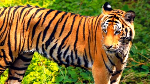 Cutie Tiger