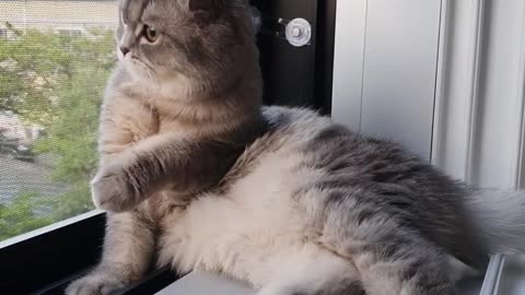 Who suddenly attacks the cat!