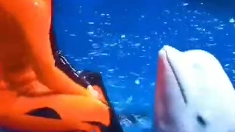 Cute dolphin 🐬 enjoying with her trainer