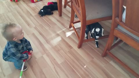 Baby and two Baby Goats