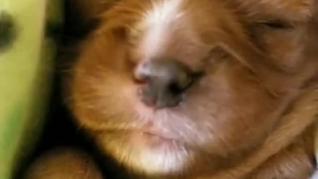 Cute puppy sleeping and dreaming 2021