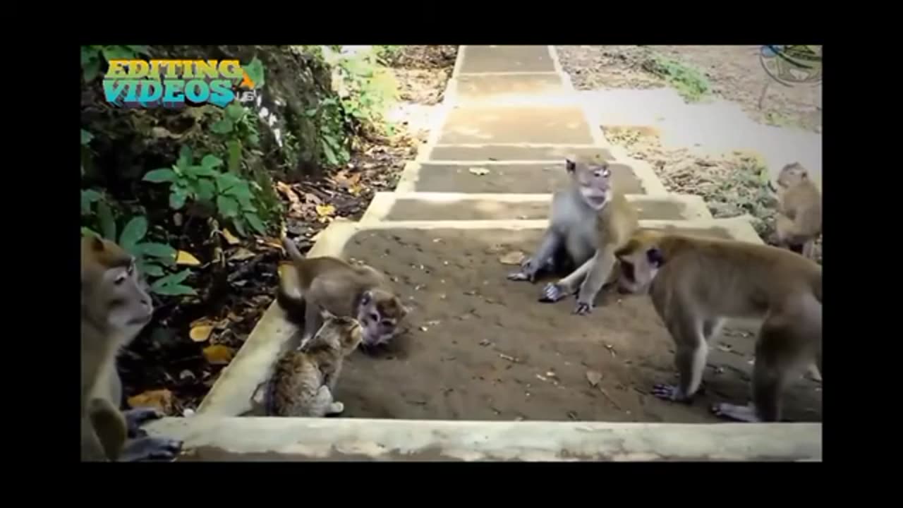 Monkey Vs Cat Fight